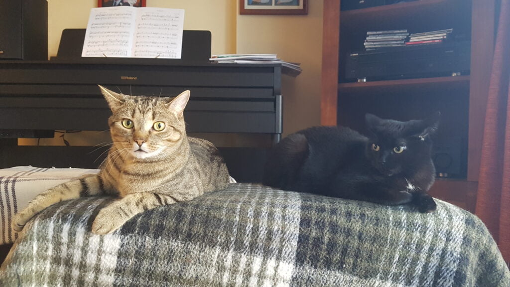 Two cats on a piano bench
